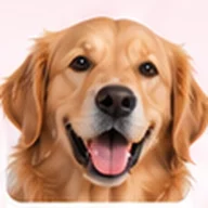 Bodie, an illustrated golden retriever mascot